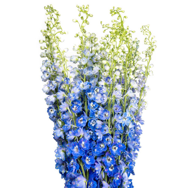 Delphinium Blue Bulk and Wholesale Bunches Direct USA