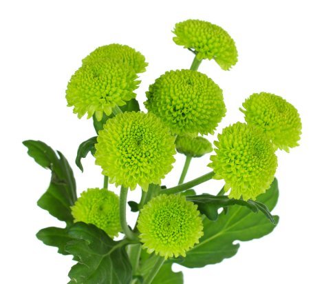 Chrysanthemum Button Green - Bulk and Wholesale