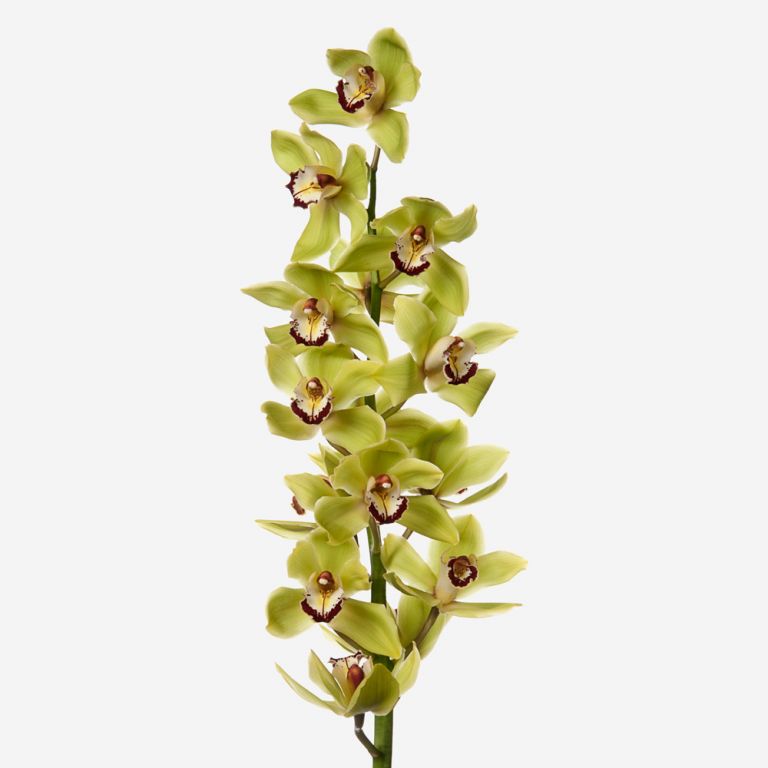Cymbidium Orchid Large Green - Bulk and Wholesale