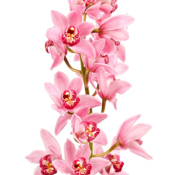 Cymbidium Orchid Large Pink - Bulk and Wholesale