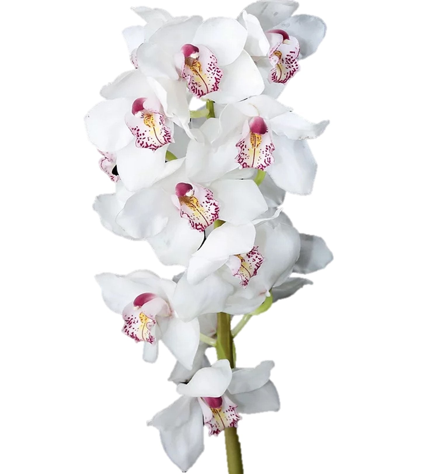 Cymbidium Orchid Large White - Bulk and Wholesale