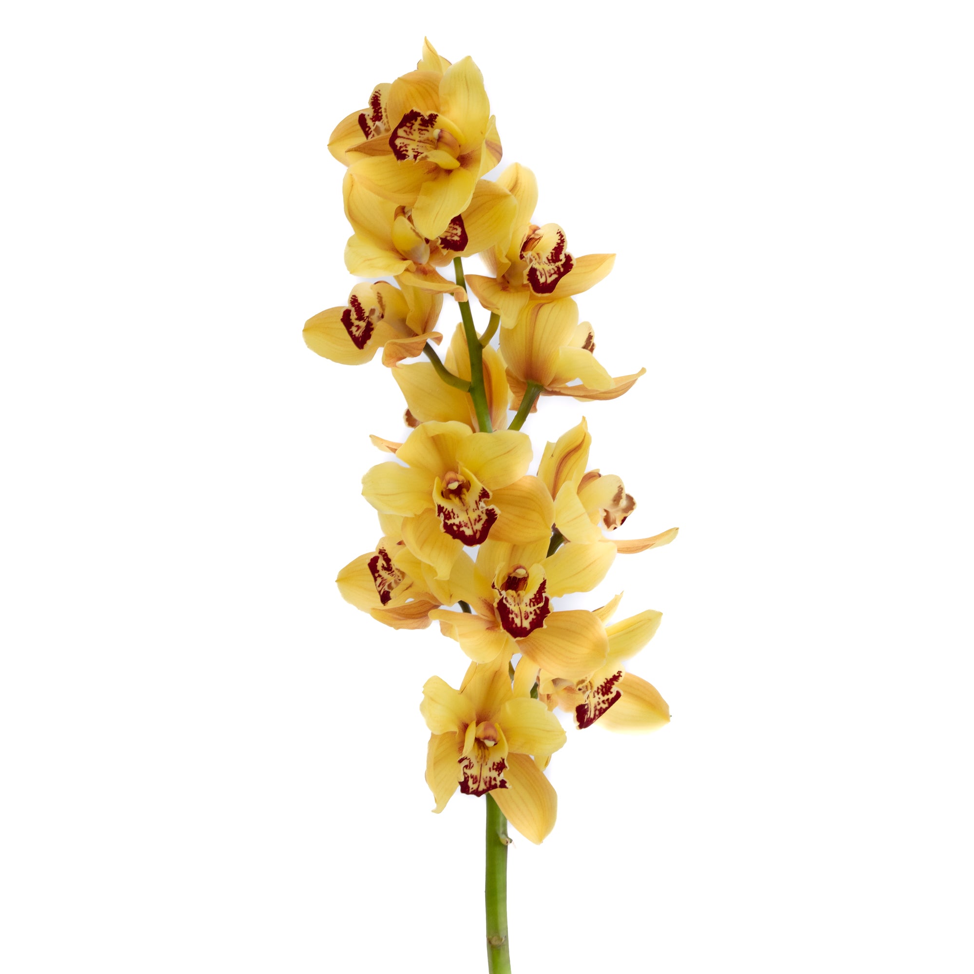 Cymbidium Orchid Large Yellow - Bulk and Wholesale