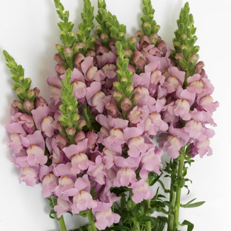 Snapdragons Lavender - Bulk and Wholesale