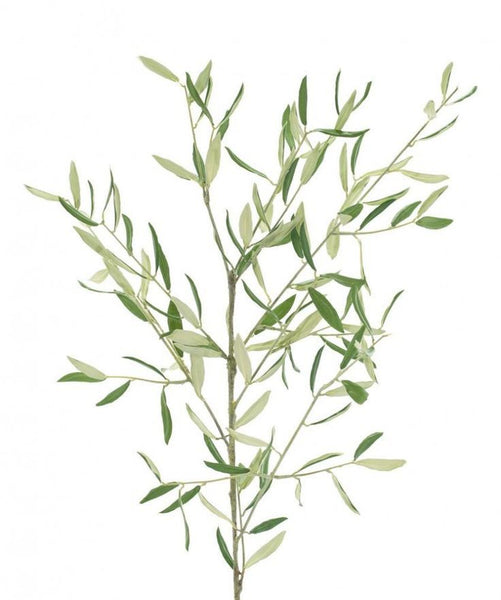 Olive Branch Stem