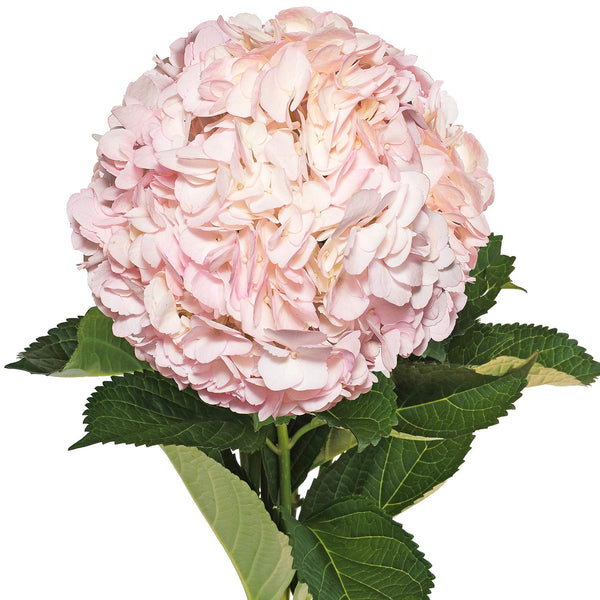 Hydrangea Pink Bulk and Wholesale Bunches Direct USA
