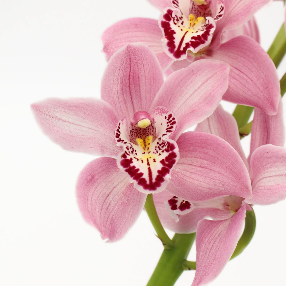 Cymbidium Orchid Mini Pink - Bulk and Wholesale