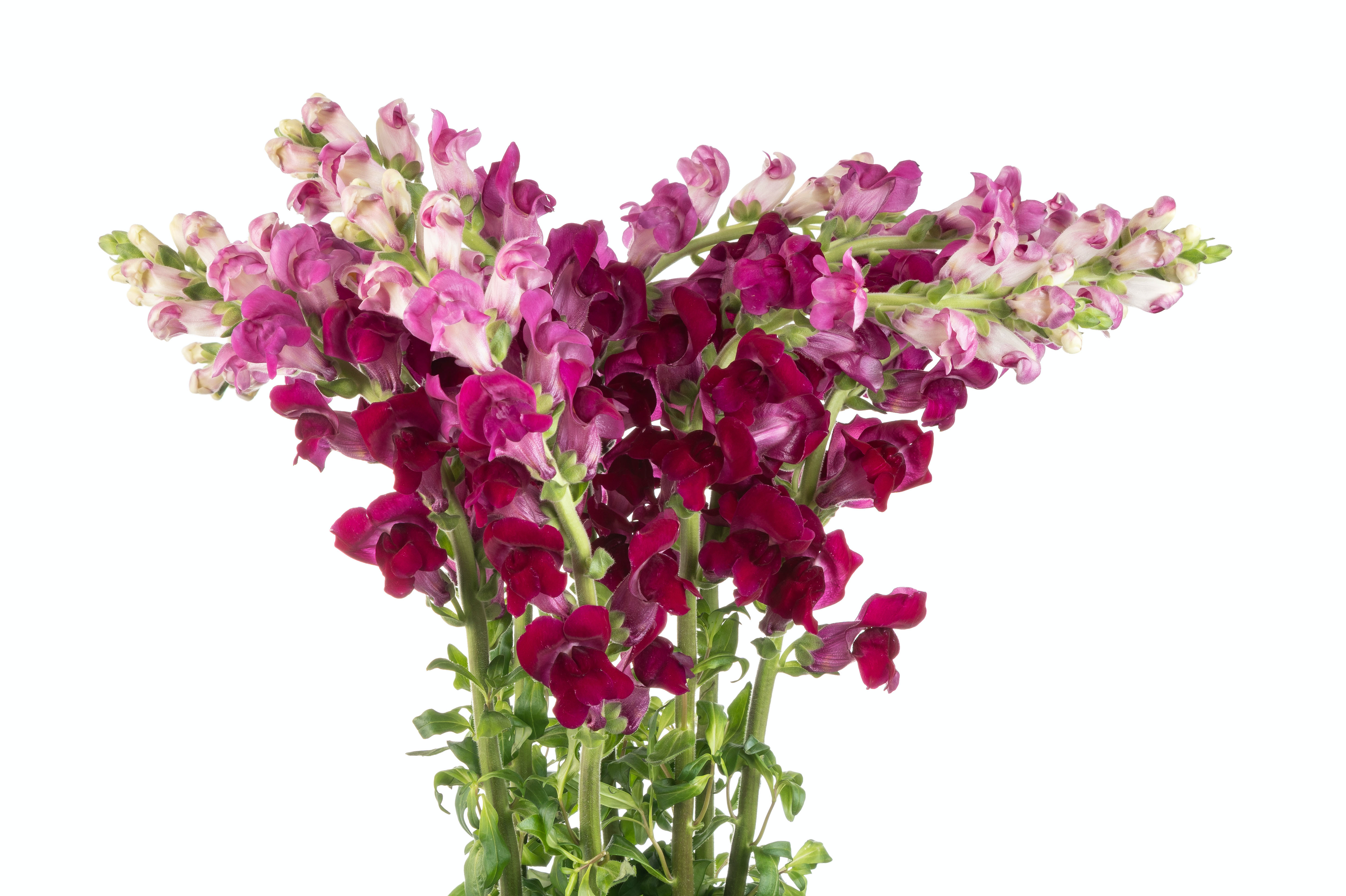 Snapdragons Purple - Bulk and Wholesale