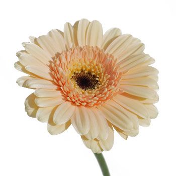 Gerbera Peach - Bulk and Wholesale