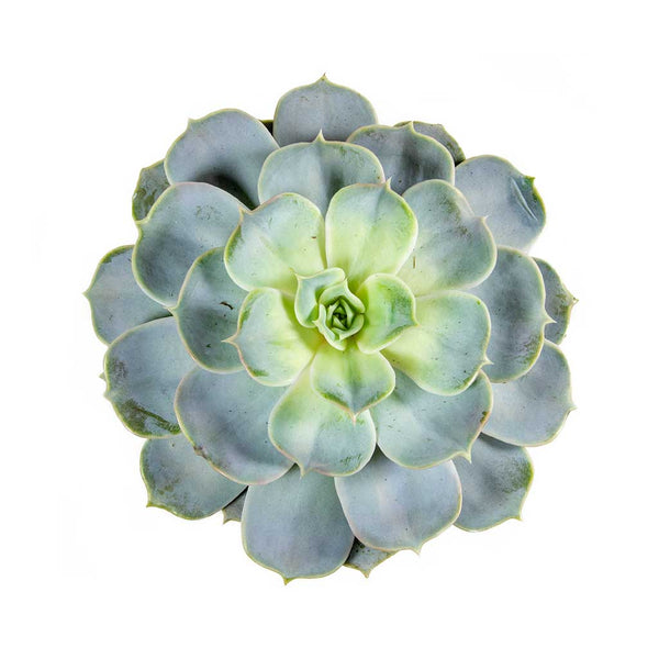 big succulent plants for sale Succulent Large – Bunches Direct USA