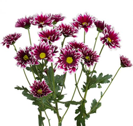 Chrysanthemum Daisy Dark Purple - Bulk and Wholesale