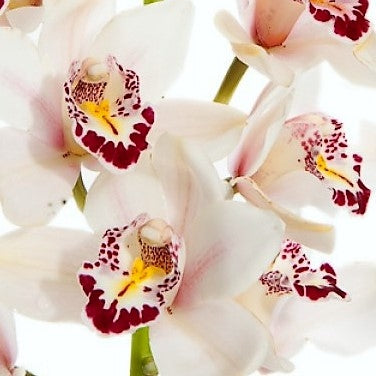 Cymbidium Orchid Mini White - Bulk and Wholesale