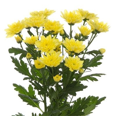 Chrysanthemum Flat Cushion Yellow - Bulk and Wholesale