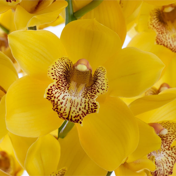 Cymbidium Orchid Mini Yellow Bulk and Wholesale Bunches Direct USA