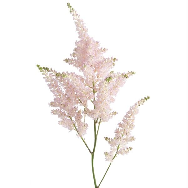 Astilbe