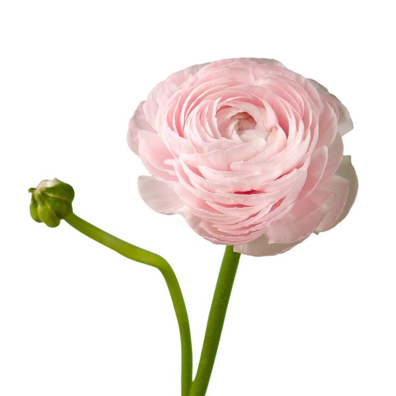 Ranunculus Light Pink - Bulk and Wholesale