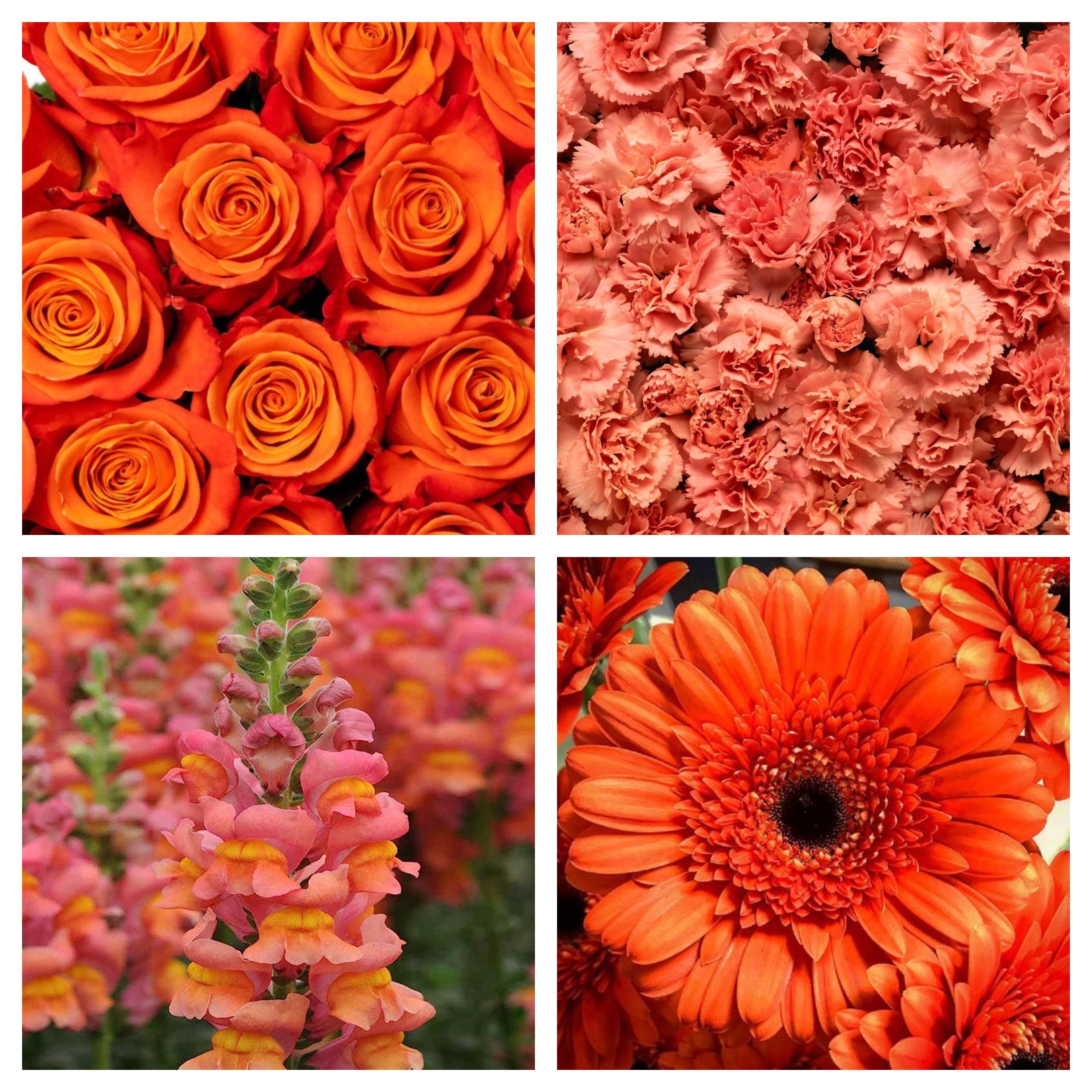 Shades of Orange Bulk Bundle