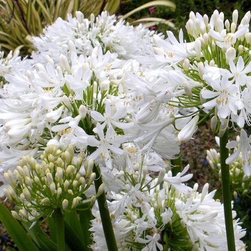 Agapanthus