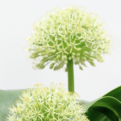 Allium