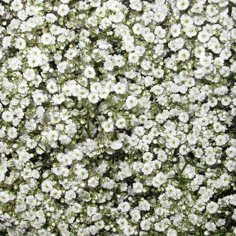 Baby's Breath - Bulk and Wholesale