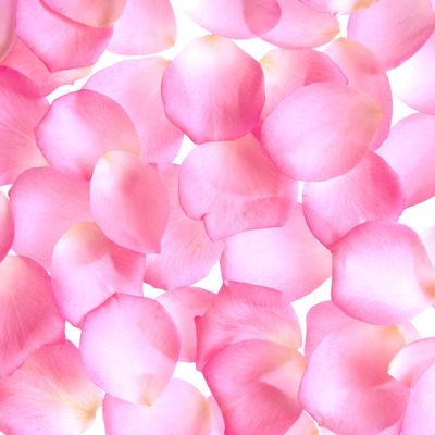 Light Pink Rose Petals - Bulk and Wholesale