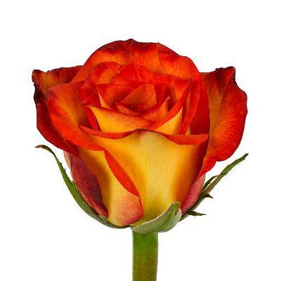 Rose Sunset - Bulk and Wholesale