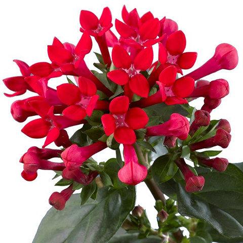 Bouvardia Red - Bulk and Wholesale