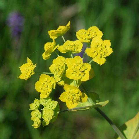 Bupleurum - Bulk and Wholesale