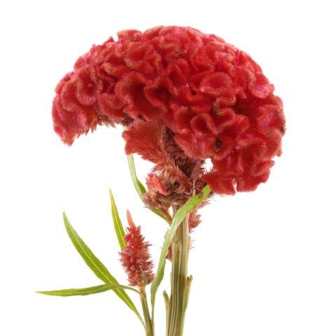 Celosia Orange - Bulk and Wholesale