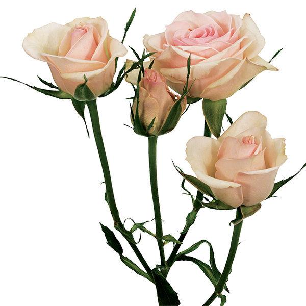 Spray Roses Blush Pink - Bulk and Wholesale