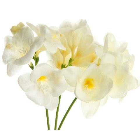 Freesia White - Bulk and Wholesale