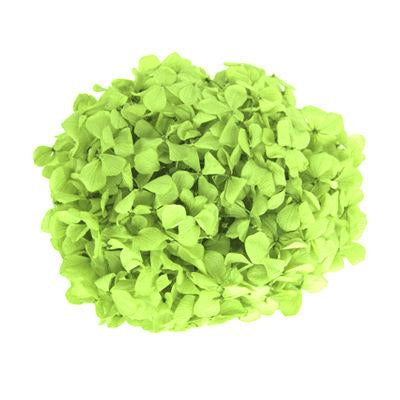 Hydrangea Green - Bulk and Wholesale