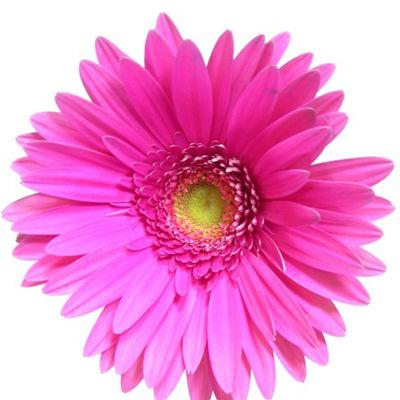 Gerbera Hot Pink - Bulk and Wholesale