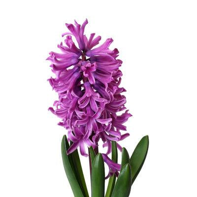 Hyacinth Purple - Bulk and Wholesale