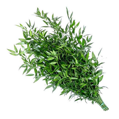 Ruscus Italian - Bulk and Wholesale