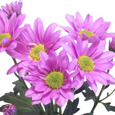 Chrysanthemum Daisy Purple - Bulk and Wholesale