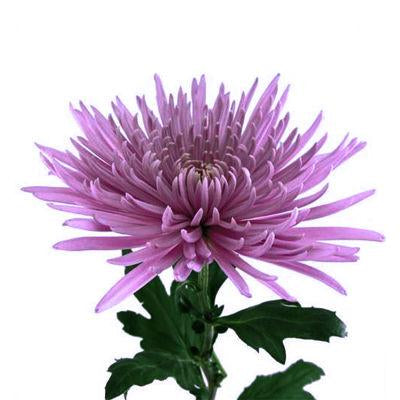 Chrysanthemum Fuji Spider Purple - Bulk and Wholesale