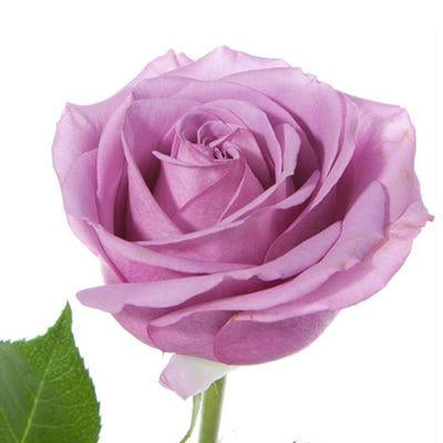 Rose Purple - Bulk and Wholesale – Bunches Direct USA