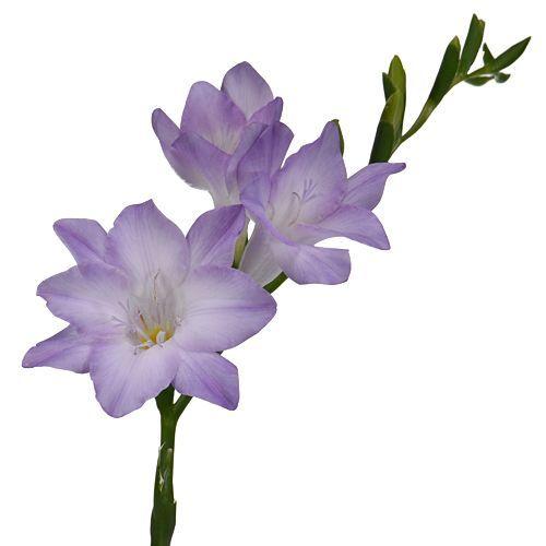 Freesia Purple - Bulk and Wholesale