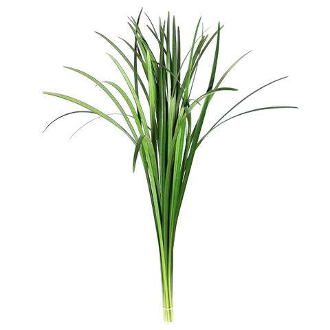 Lily Grass