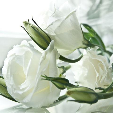 Lisianthus White - Bulk and Wholesale