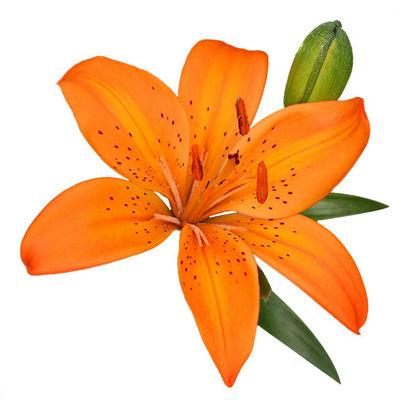 Lily Asiatic Orange - Bulk and Wholesale
