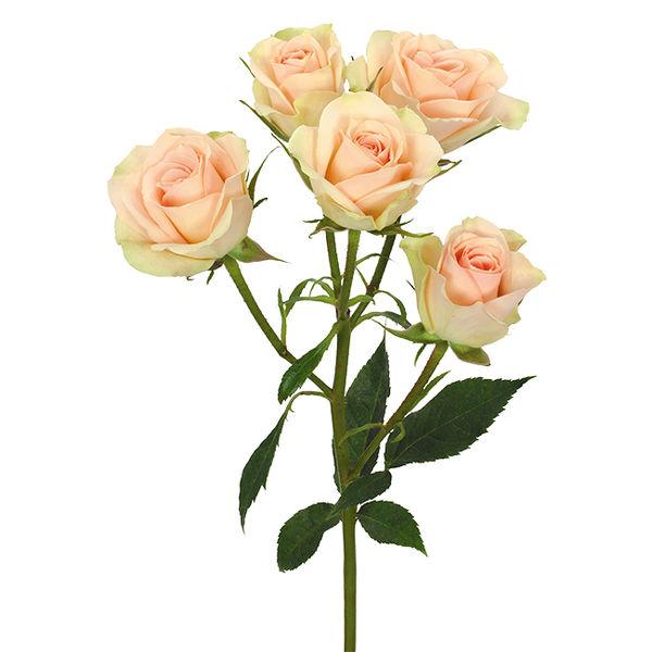 Spray Roses Peach - Bulk and Wholesale