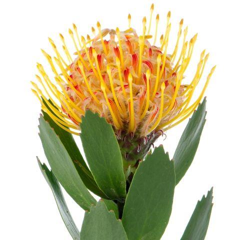 Protea Pin Cushion Yellow - Bulk and Wholesale