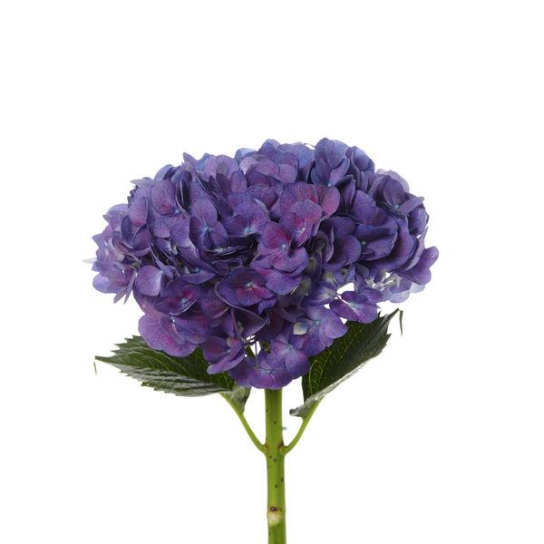 Hydrangea Purple - Bulk and Wholesale