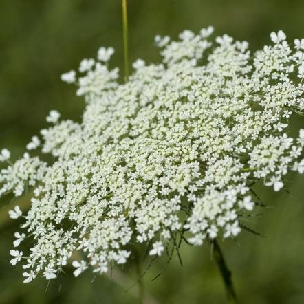 Queen Anne's Lace - Bulk and Wholesale