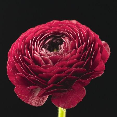 Ranunculus Cranberry - Bulk and Wholesale