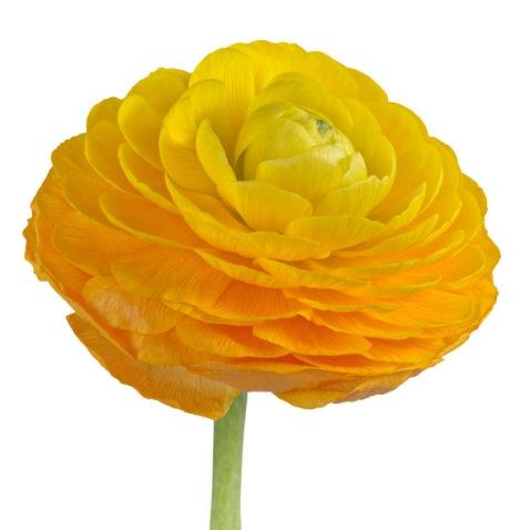 Ranunculus Yellow - Bulk and Wholesale