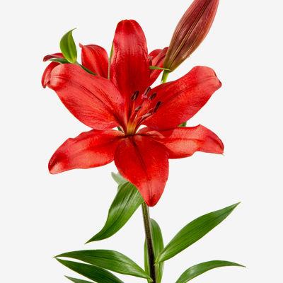 Lily Asiatic Red - Bulk and Wholesale