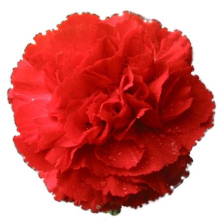 Carnation Red - Bulk and Wholesale