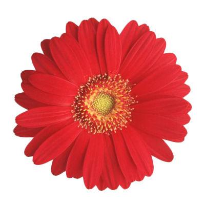 Gerbera Red Mini - Bulk and Wholesale